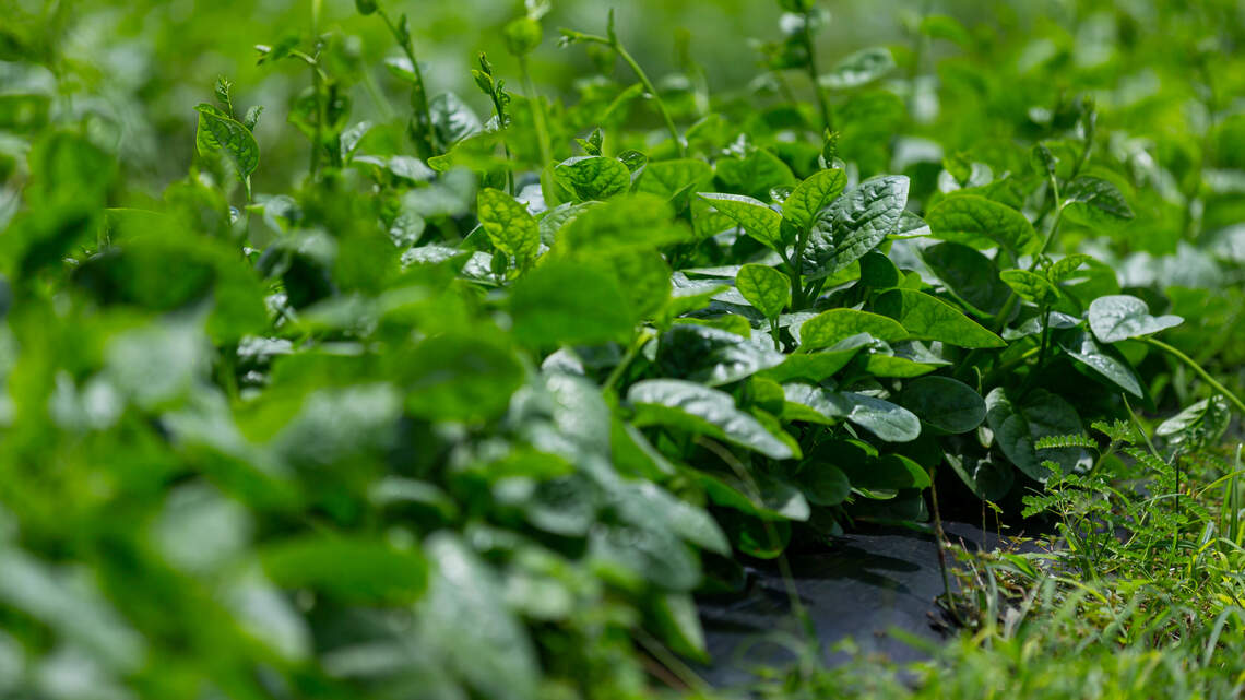 A public health alert about HelloFresh meals: An ingredient may have listeria