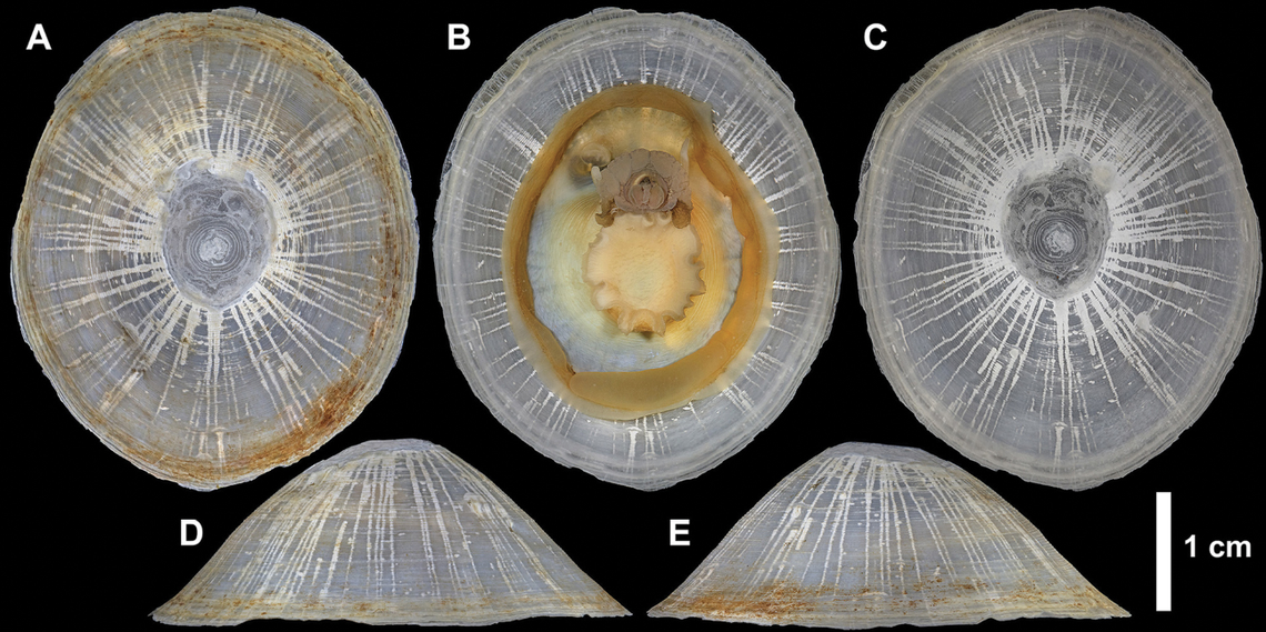 The shell of the animal is cone-shaped and largely translucent.