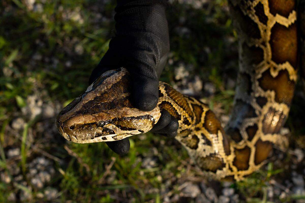 Burmese pythons can “exceed 22 feet” in some instances, according to the Smithsonian’s National Zoo and Conservation Biology Institute.