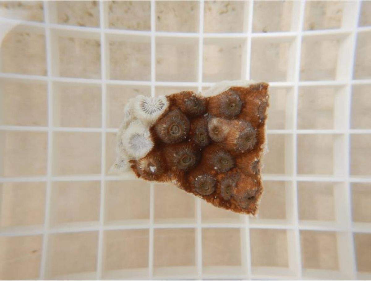 A close look at a piece of diseased great star coral (Montastraea cavernosa) that is cut and ready for testing and treatment in an aquarium. The white coral skeleton on the left shows where two coral polyps have already died from stony coral tissue loss disease.