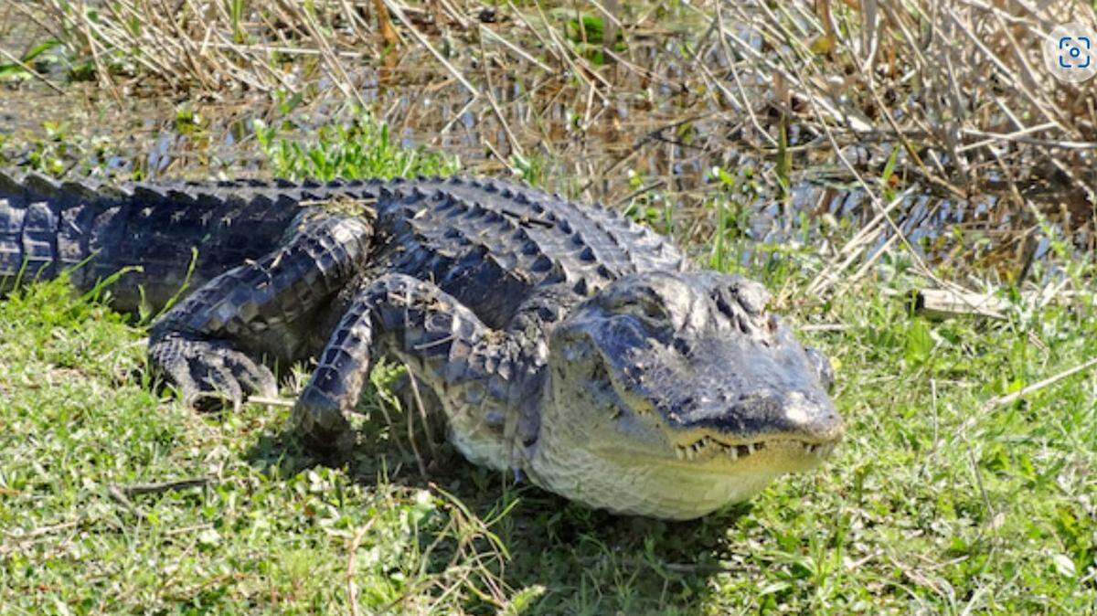 An alligator in the Florida wilderness