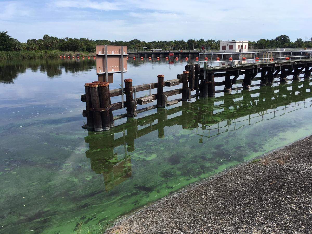 Algae washes along the banks of the St. Lucie River Monday, just west of the S80 lock that empties into the estuary.