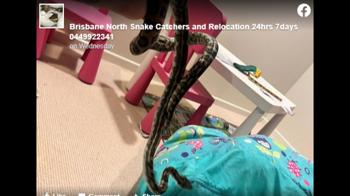 A sleeping Australian boy woke to a true nightmare, when he found this python wrapped around his arm and biting him.