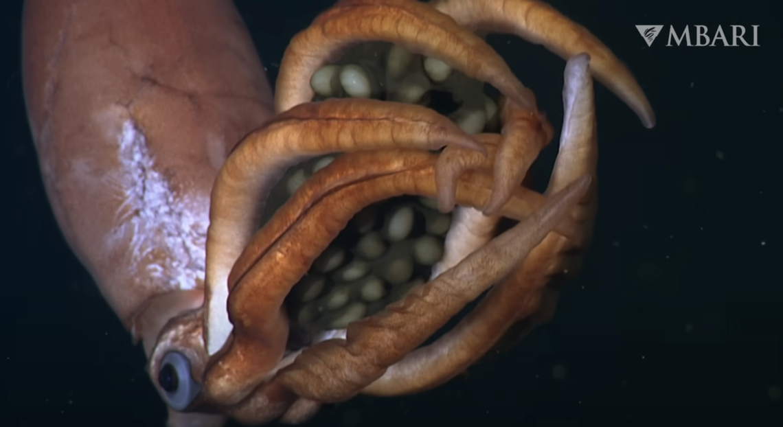 Between 30 and 40 eggs were held inside the squids tentacles, researchers said.