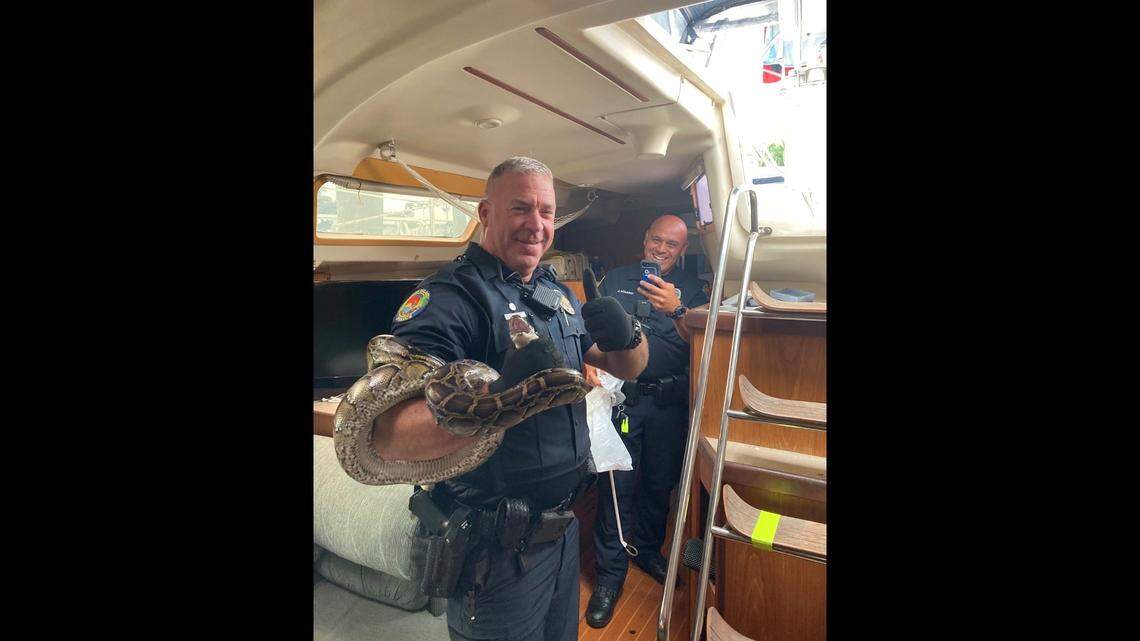 A 7-foot-python stowed away on a sailboat off Indian Key and it wasn’t found until the crew docked on the other side of the state, according to the Marco Island Police Department.