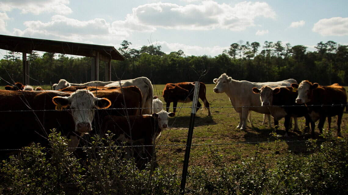Florida cattle ranchers push back on Trump’s beef import plan