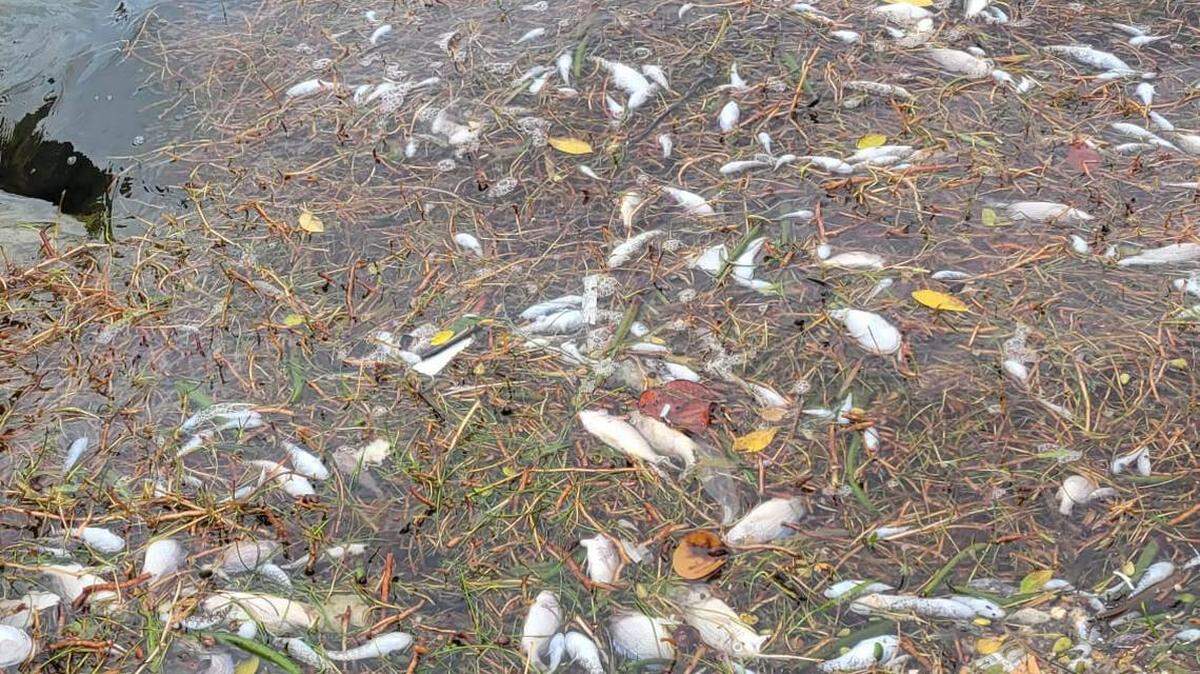 In 2022, a major fish kill hit North Biscayne Bay, leaving foul evidence like this near Pelican Harbor. Fish kills are most common during the summer.