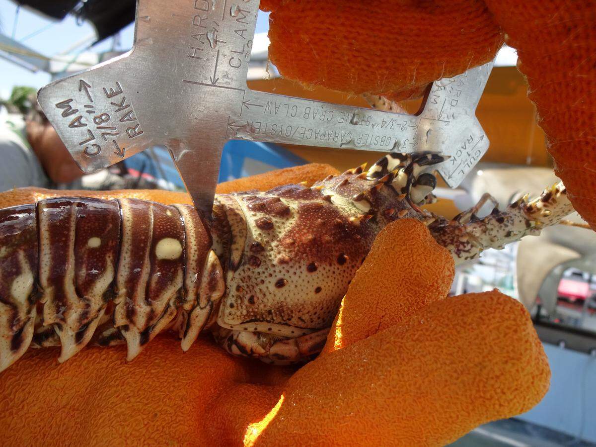 A Florida Fish and Wildlife Conservation Commission officer measures the carapace of a Florida spiny lobster. The FWC says the photo was taken Sept. 20, 2019, the day it raided Lobster Walk fish market in Islamorada. Officers arrested the owner of the business Friday, Oct. 4, 2019, on charges he was selling undersized and egg-bearing Florida spiny lobsters.