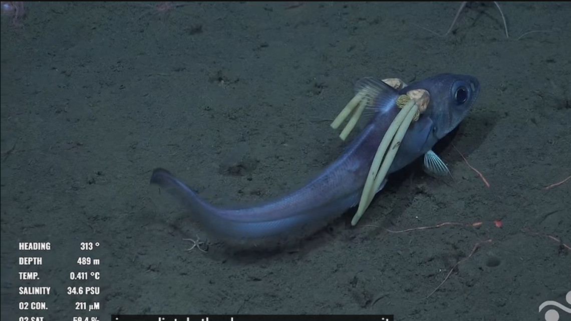 This image captured by a Schmidt Ocean Institute remotely operate vehicle shows parasites had burrowed into the head of a fish in the South Atlantic.