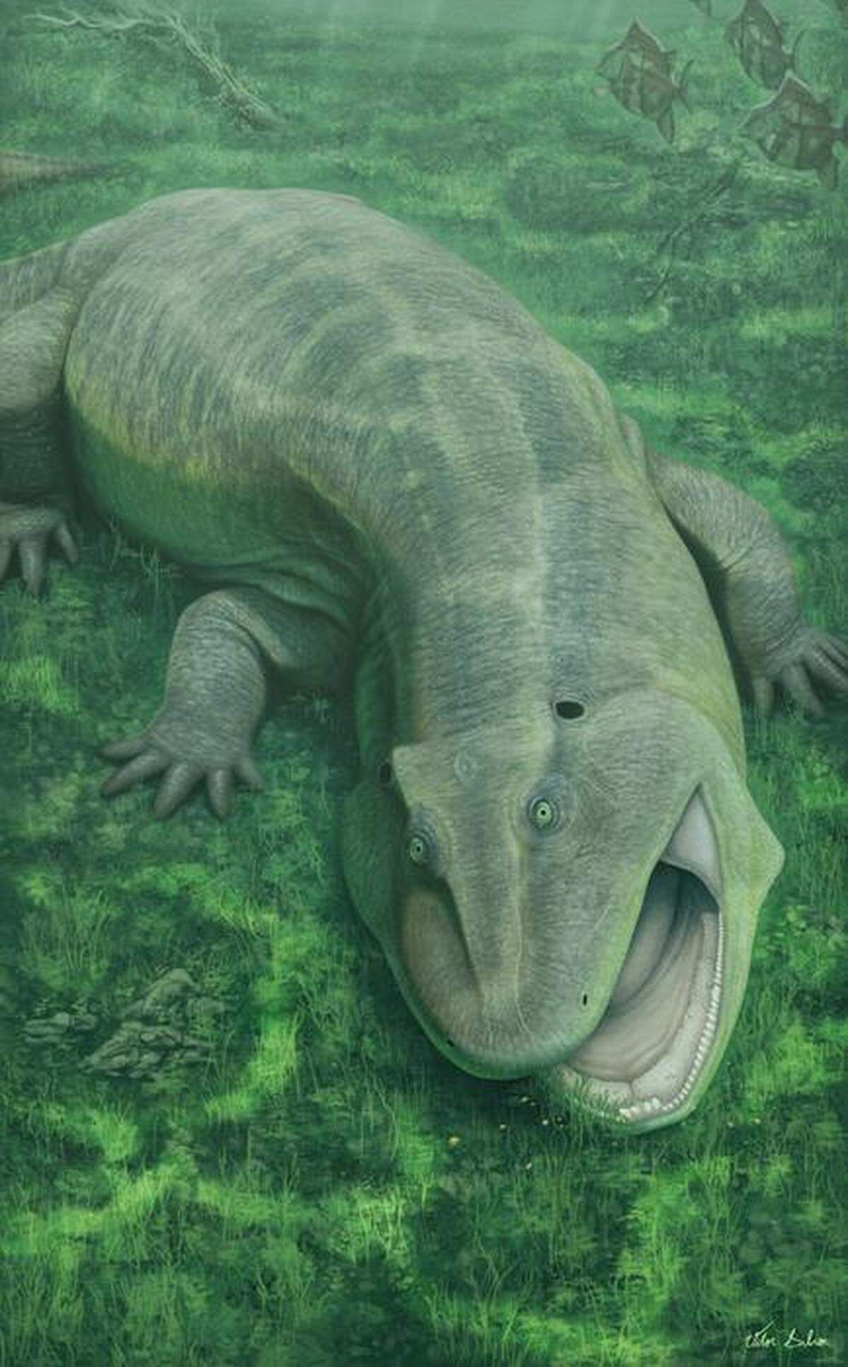 tanyka amnicola new species discovered