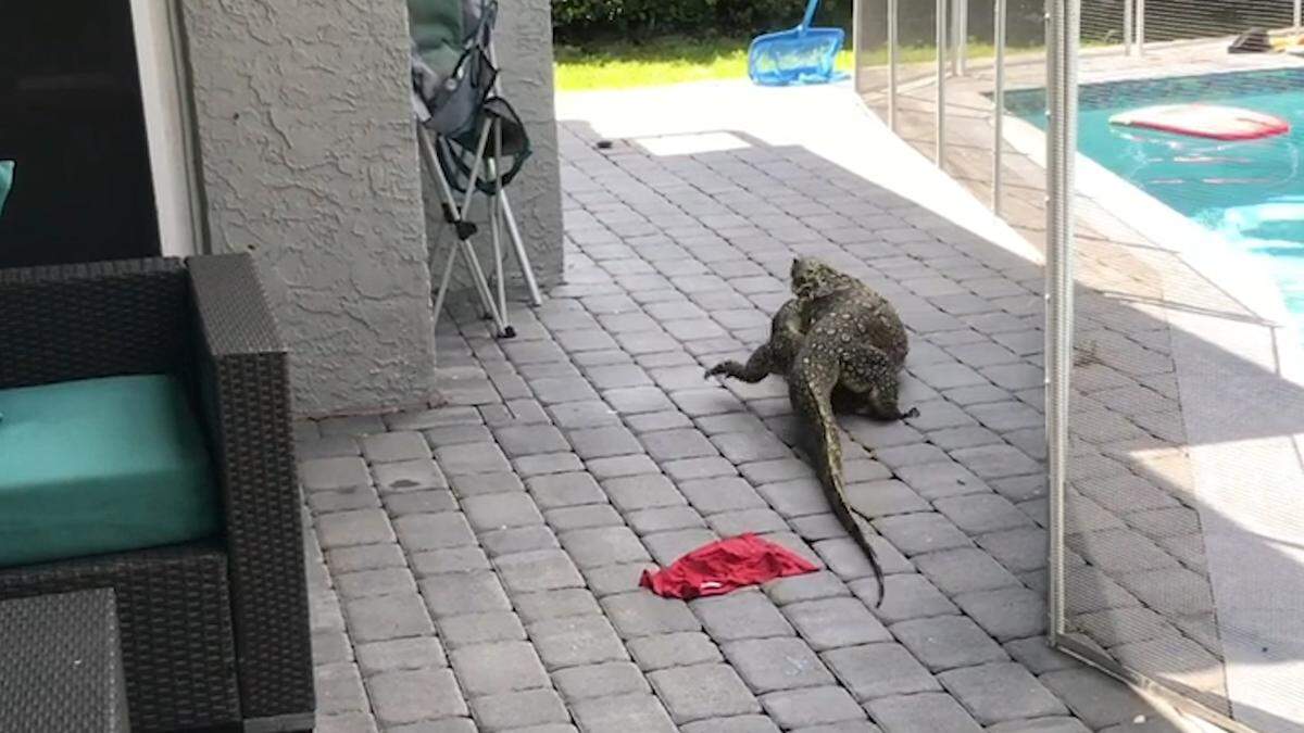 An Asian or Nile monitor makes itself at home in the Lieberman family’s backyard in their Davie neighborhood. The family has been working with trappers to remove the six-foot-long invasive lizard from the community.