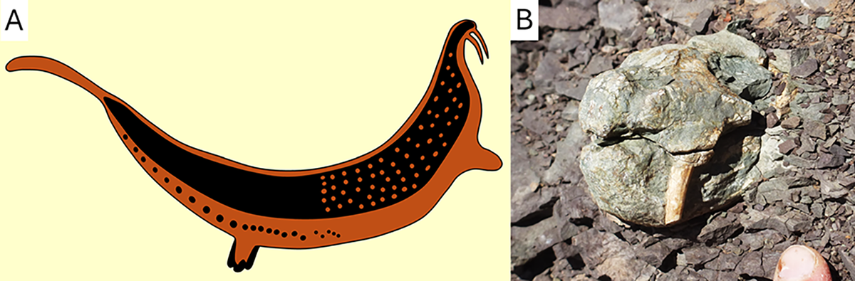 Fossils of dicynodonts were prevalent in the Karoo near where the San people had drawn the rock art.