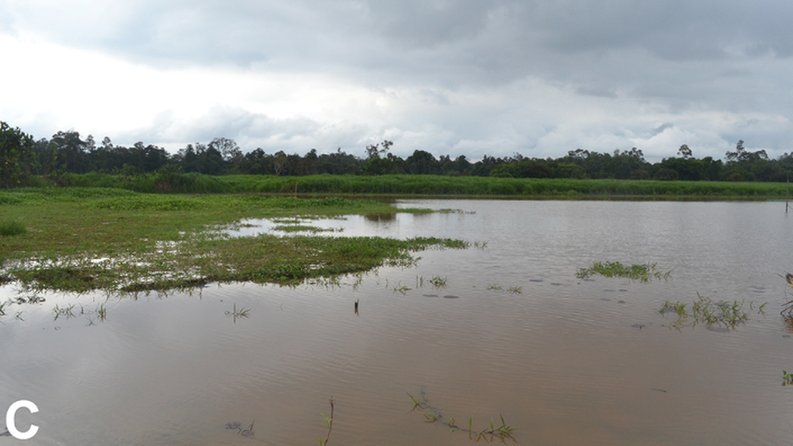 A tiny lake creature was found in a floodplain on an island in the Amazon River, and identified as a new species.