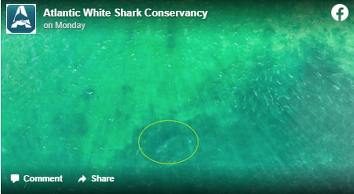 The circle at the bottom center shows where the shark is lurking.