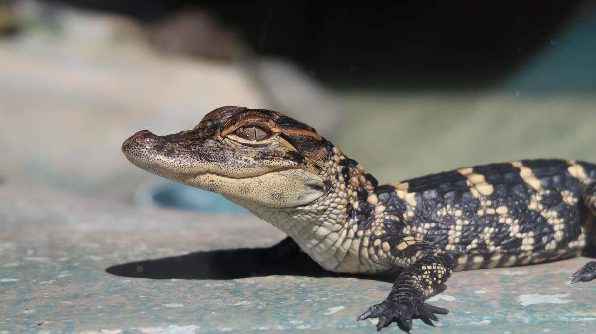 The baby alligator (not pictured) was stolen from a Tampa wildlife park by a former employee, wildlife officials said.