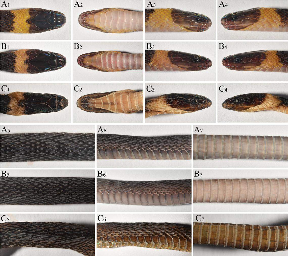 Comparisons show slight differences between the three specimens of Nanshan odd-scaled snakes.