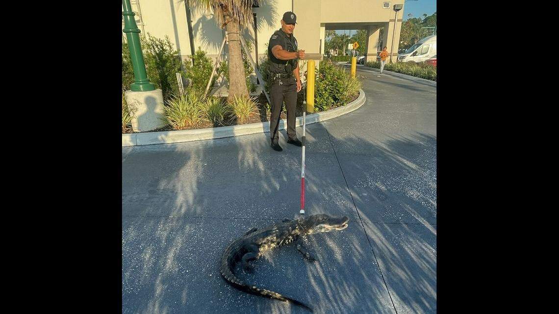 The alligator showed up at a Starbucks drive-thru in North Port, Florida, and was promptly moved, the fire department says.