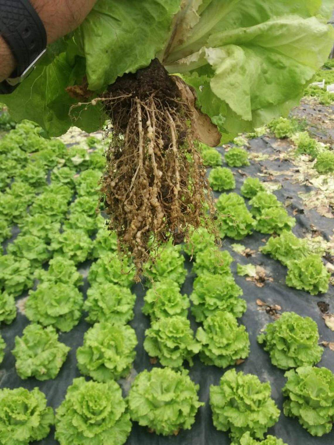 Root galling caused by root-knot nematode infestation.