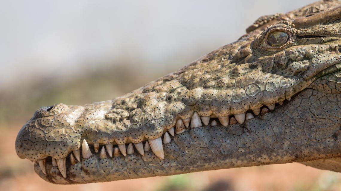 Freshwater crocodile relatives of this African crocodile have been turning orange in a Nepal national park, scientists say. “Too much Sunnyy D?”