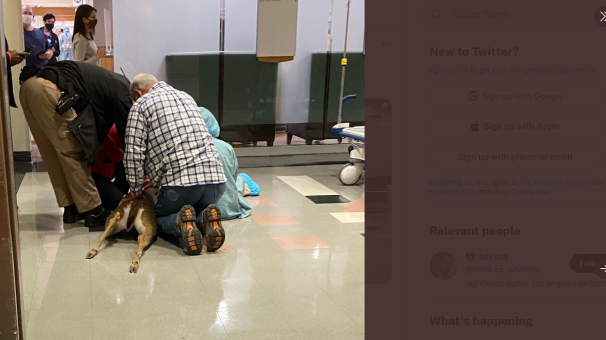 A deer wandered into a Louisiana hospital before taking the escalators to the second floor, officials said. @itsMEEE_whitney Twitter screengrab