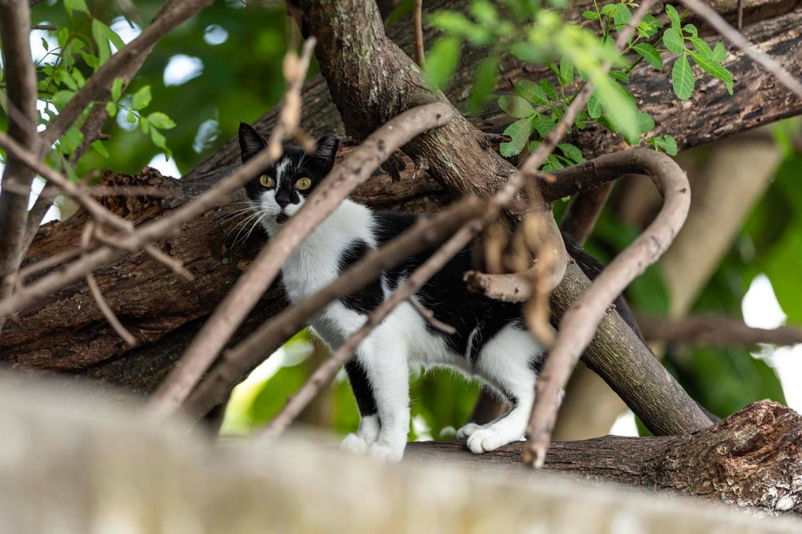 A cat stands atop a wall near a Lowe’s parking lot on Monday, May 19, 2025, in Kendall in Miami-Dade County.