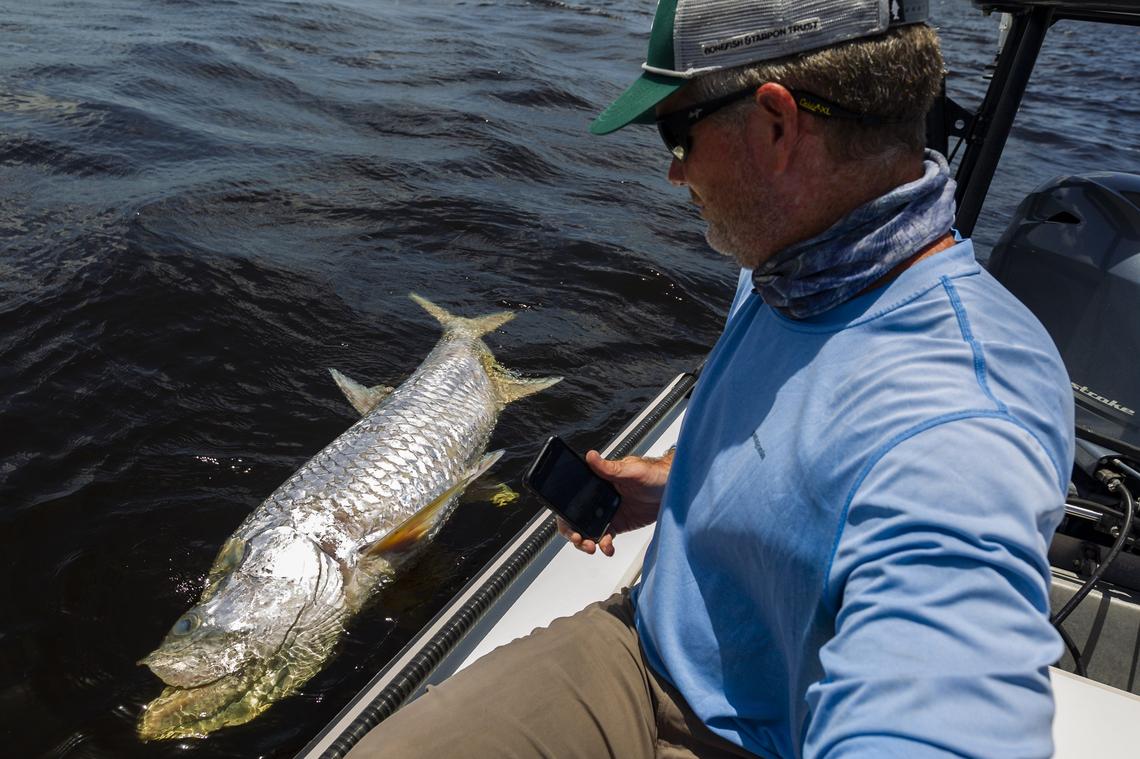 Capt. Chad Huff motors alongside a dead 80- to 100-pound tarpon near Ding Darling National Wildlife Refuge in Sanibel on Friday, Aug. 10, 2018.