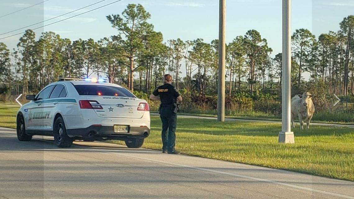 Bull in Lee County, Florida