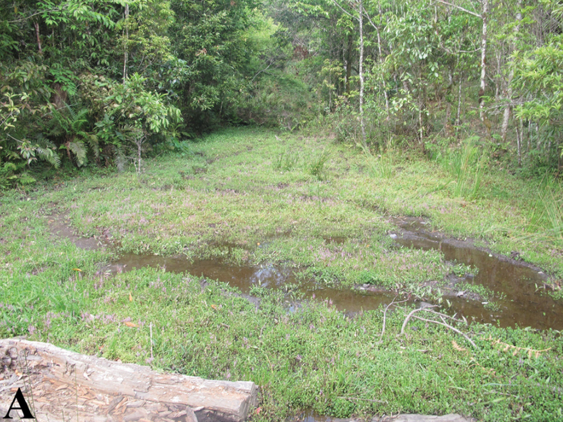 The new species lives in forest environments near water sources, the researchers said.