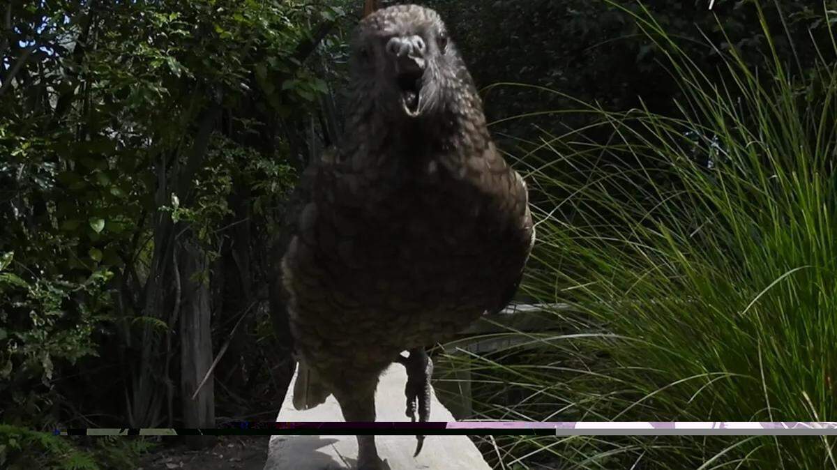 Parrot Missing Half His Beak Jousts With Other Birds in Group