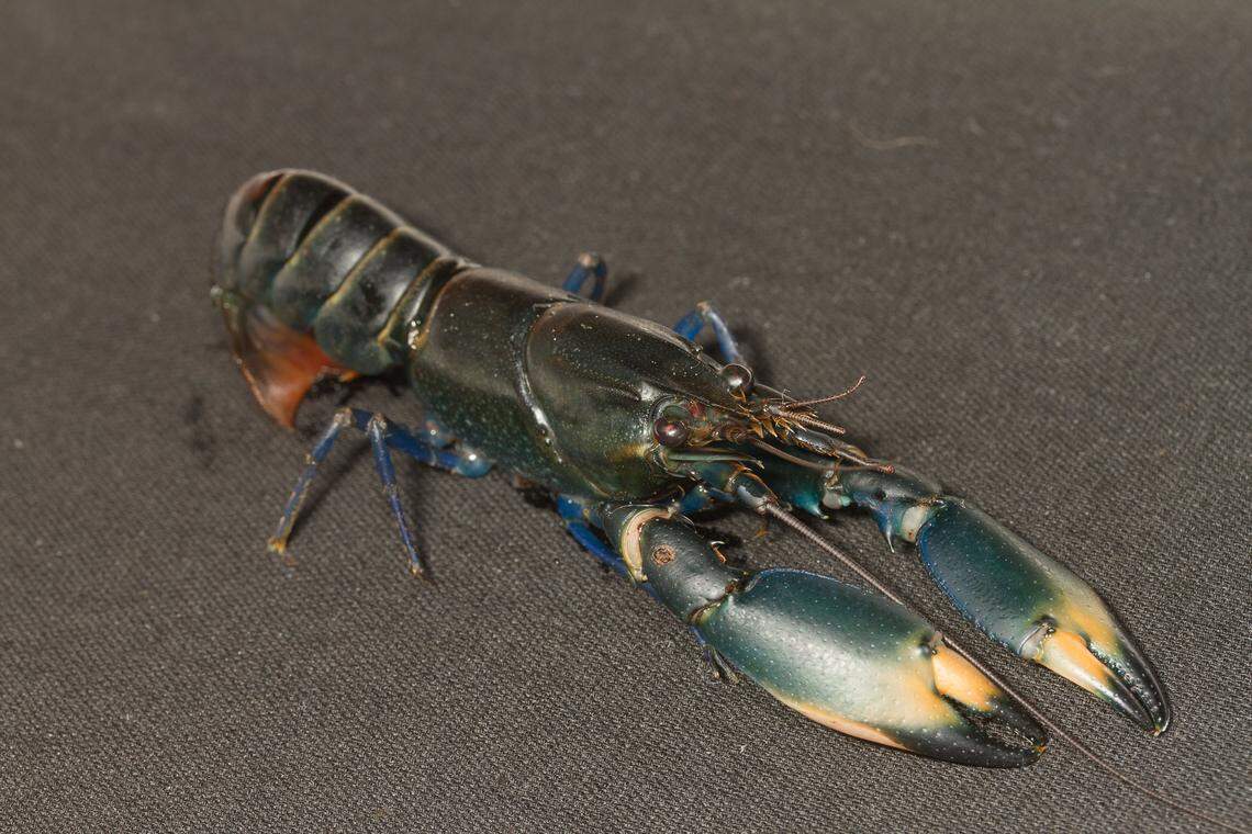 A Cherax woworae, or steel blue crayfish, sitting on fabric.