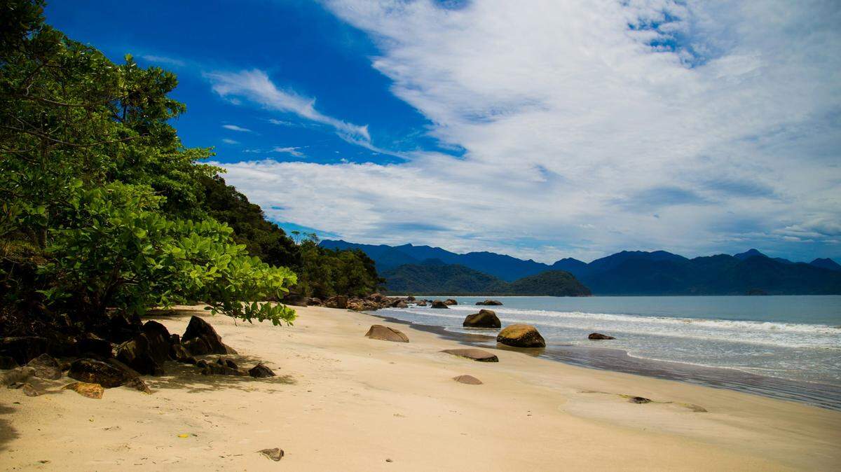 In the coastal forests of Ubatuba, Brazil, an extremely small creature calls from the leaves.