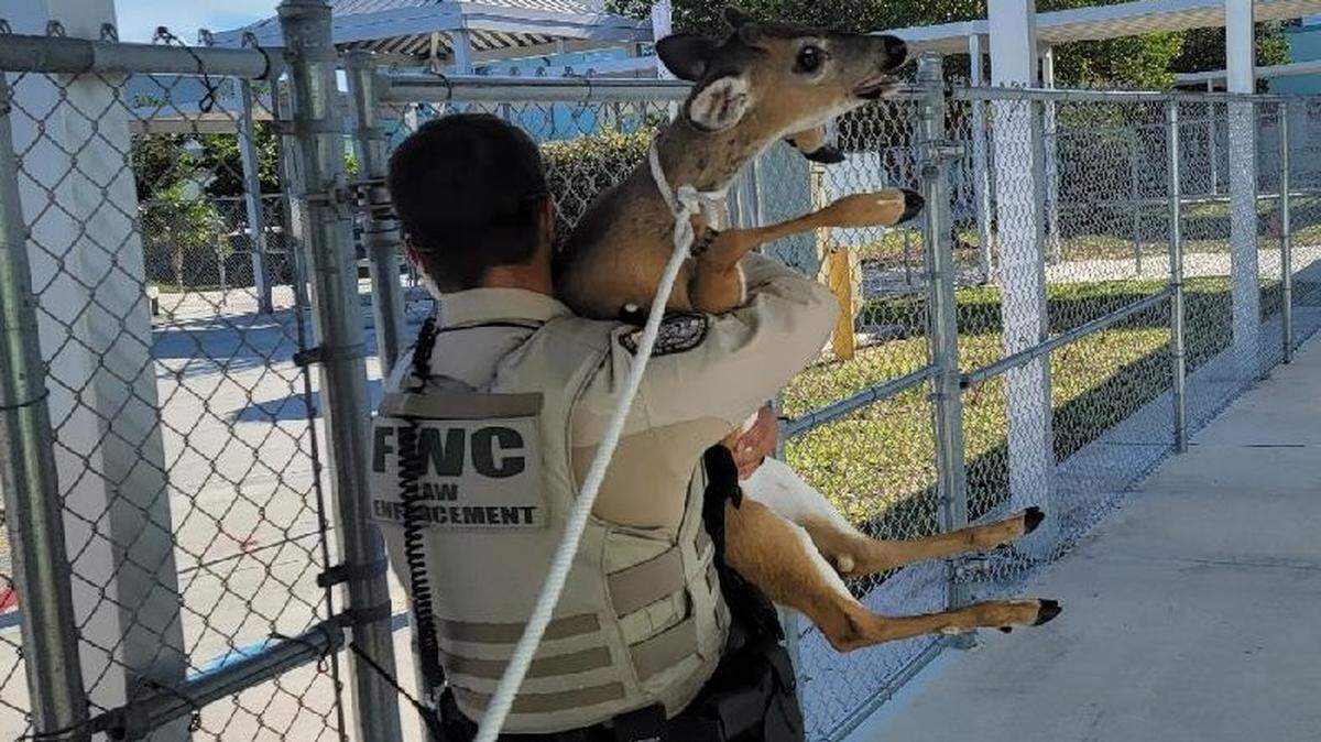 A Florida Fish and Wildlife Conservation Commission officer helps rescue a Key deer that got into Sugarloaf School in the Lower Keys.