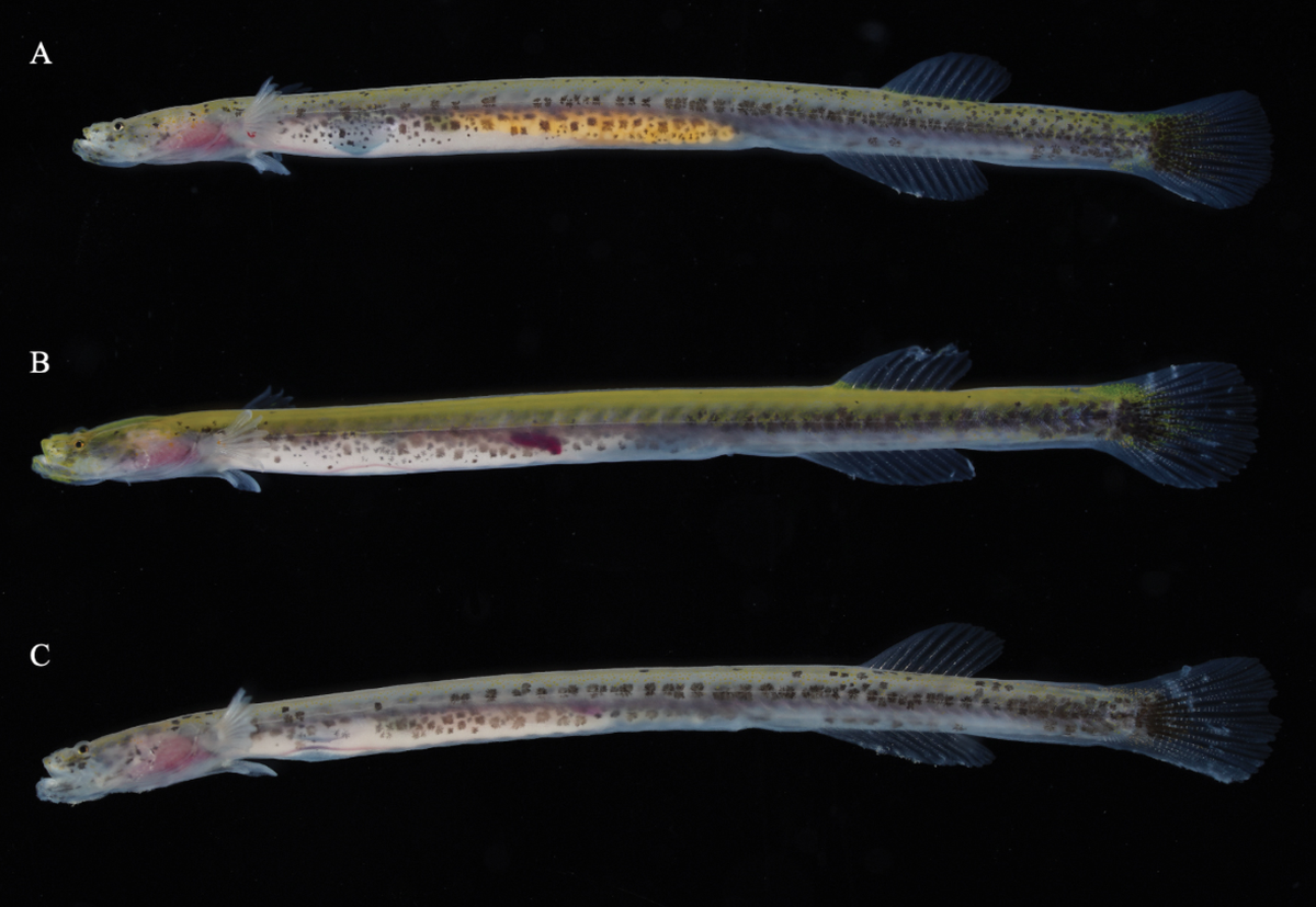 Just one inch long, the goby earns its name from the distance between its anus and anal fin, researchers said.