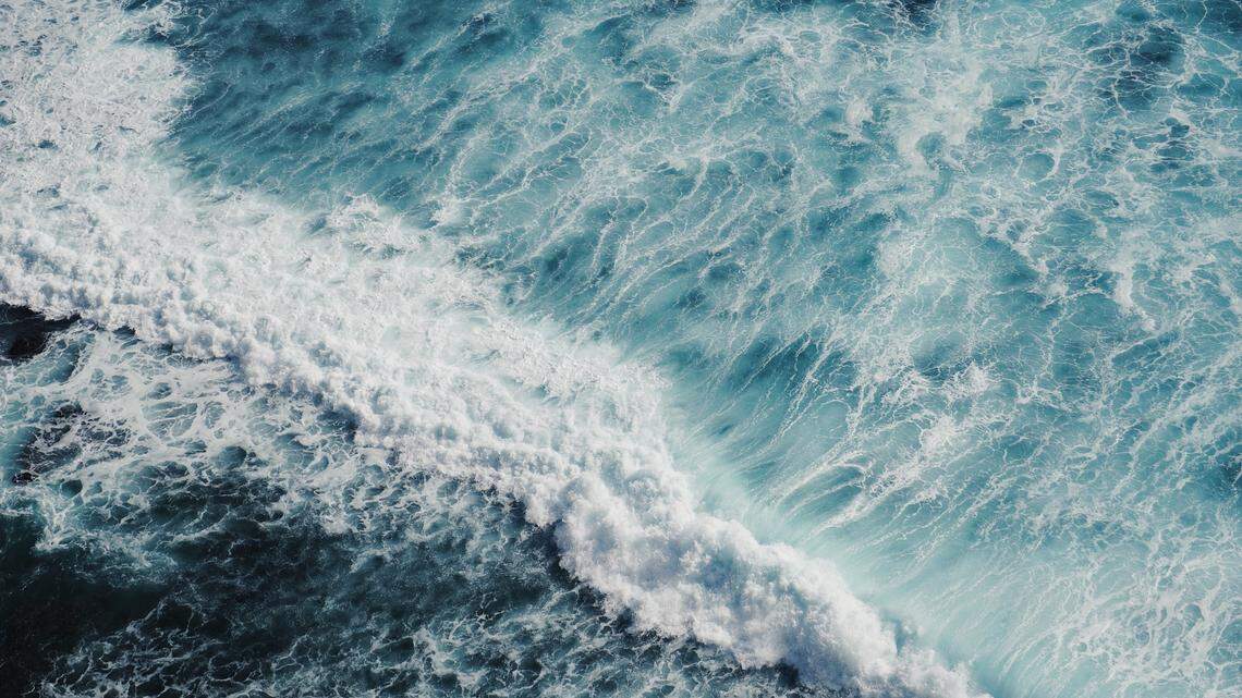 The creatures were spotted in Geographe Bay off the southwestern coast of Western Australia.