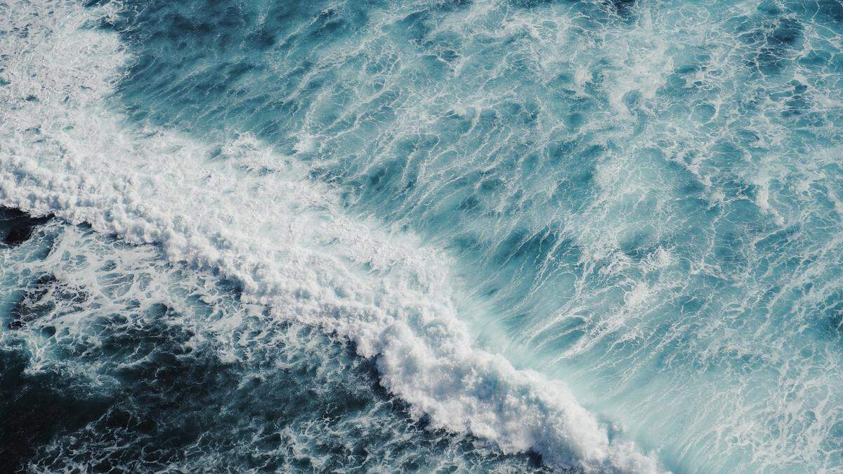 The creatures were spotted in Geographe Bay off the southwestern coast of Western Australia.