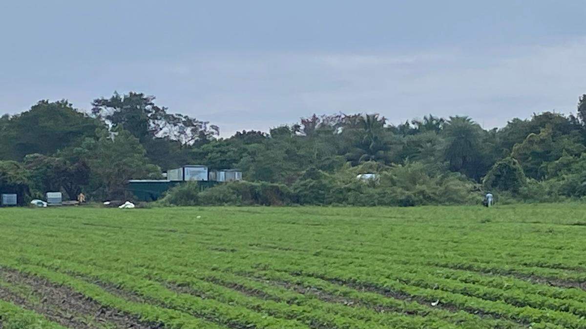 A worker picks crops Monday, Feb. 5, 2024, at a farm located on SW 194th Avenue in the Redland agricultural district of Miami-Dade County. A Cuban migrant was shot and wounded in the area Thursday, Feb. 1, 2024, according to law enforcement sources.
