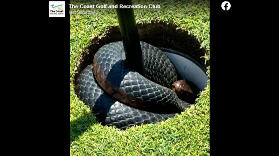 The venomous snake “was just looking for somewhere to escape the heat,” The Coast Golf Club explained.