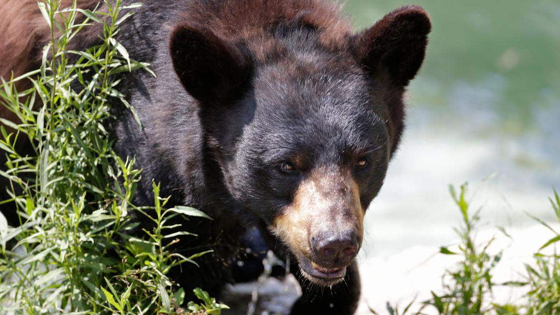 An Oregon man called 911 to report he’d accidentally killed his brother while loading a firearm to shoot a bear on their property, then killed himself, officials say.