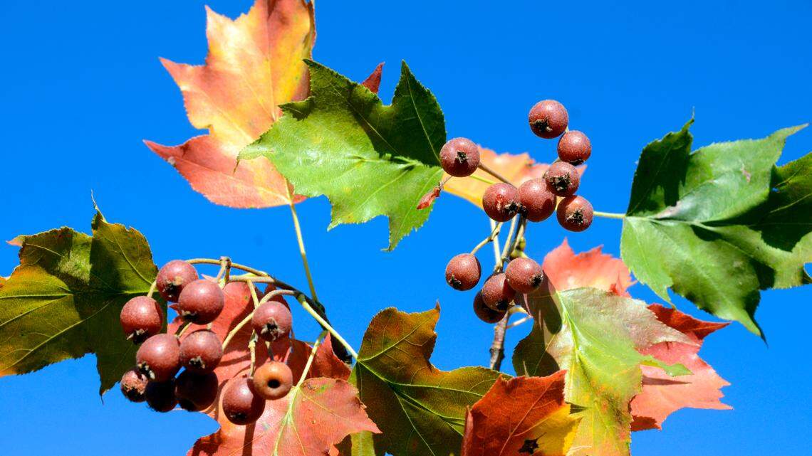 The wild service tree, pictured here, is the only host plant that can support Stigmella torminalis.