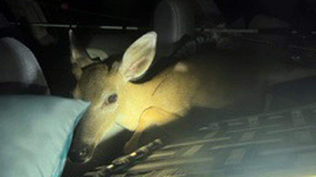 Two Miami men were arrested after a Florida Key deer was found in their car during a traffic stop in Marathon on Sunday, July 26, 2022, according to the Monroe County Sheriff’s Office.