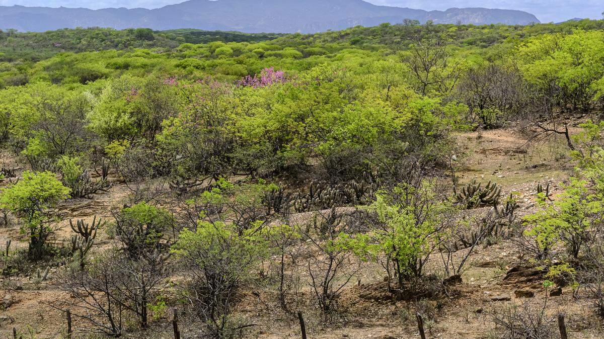 A new species was discovered from a photo taken in the Caatinga region of Brazil.