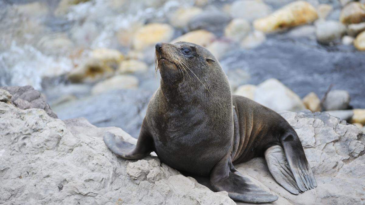 A New Zealand fur seal was fatally attacked by two dogs as their owner watched, officials said.