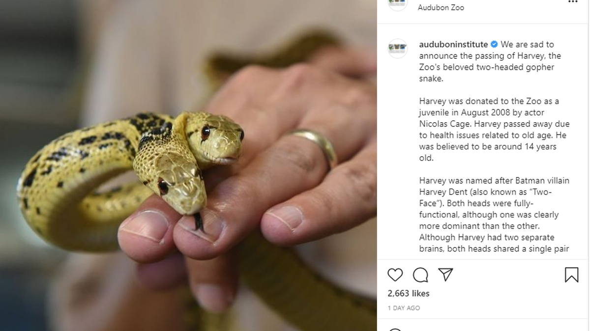 A rare two-headed snake that almost starred in a Nicolas Cage movie died at a New Orleans zoo. AUDUBON ZOO SCREENGRAB