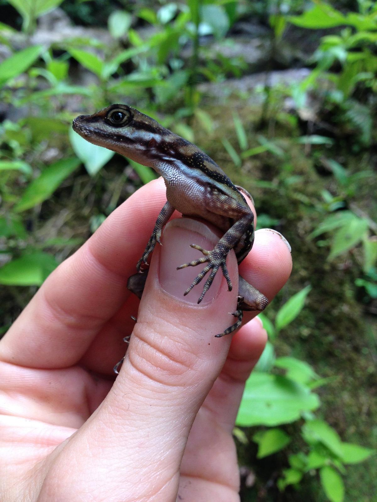 The small lizards are about the size of a pencil, and were captured by hand or by lasso, Swierk said.