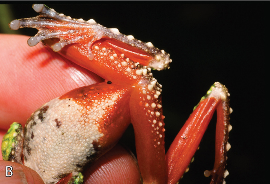 The underside of the red-bellied treefrog or Litoria haematogaster.