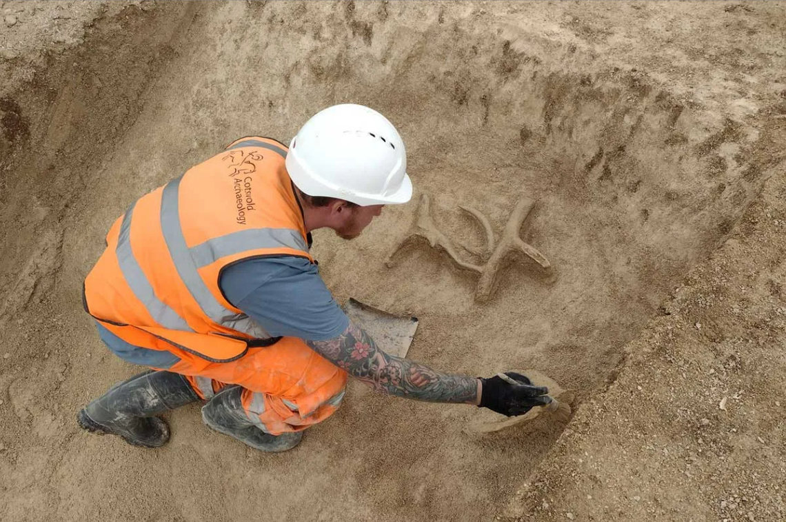 An archaeologist excavates several deer antlers.