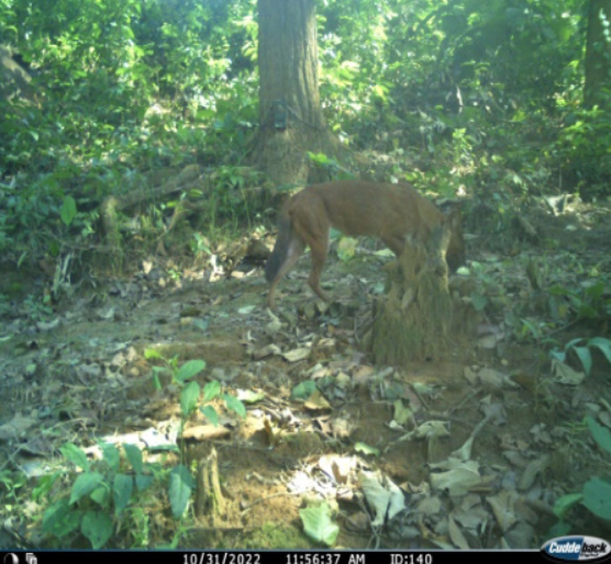 One Asiatic wild dog, or dhole, was photographed multiple times.