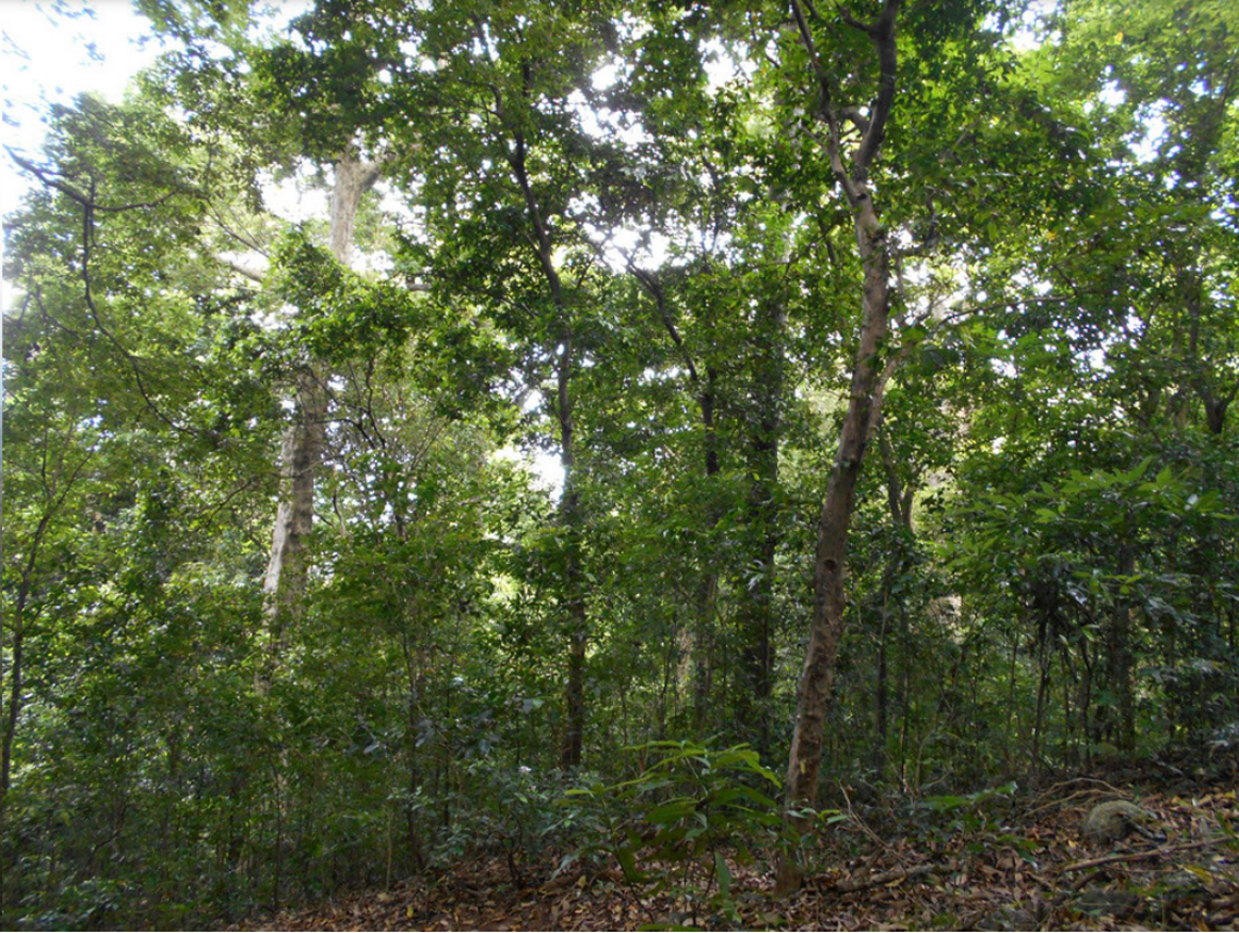 The habitat where Beddome’s Dravidogecko was found.