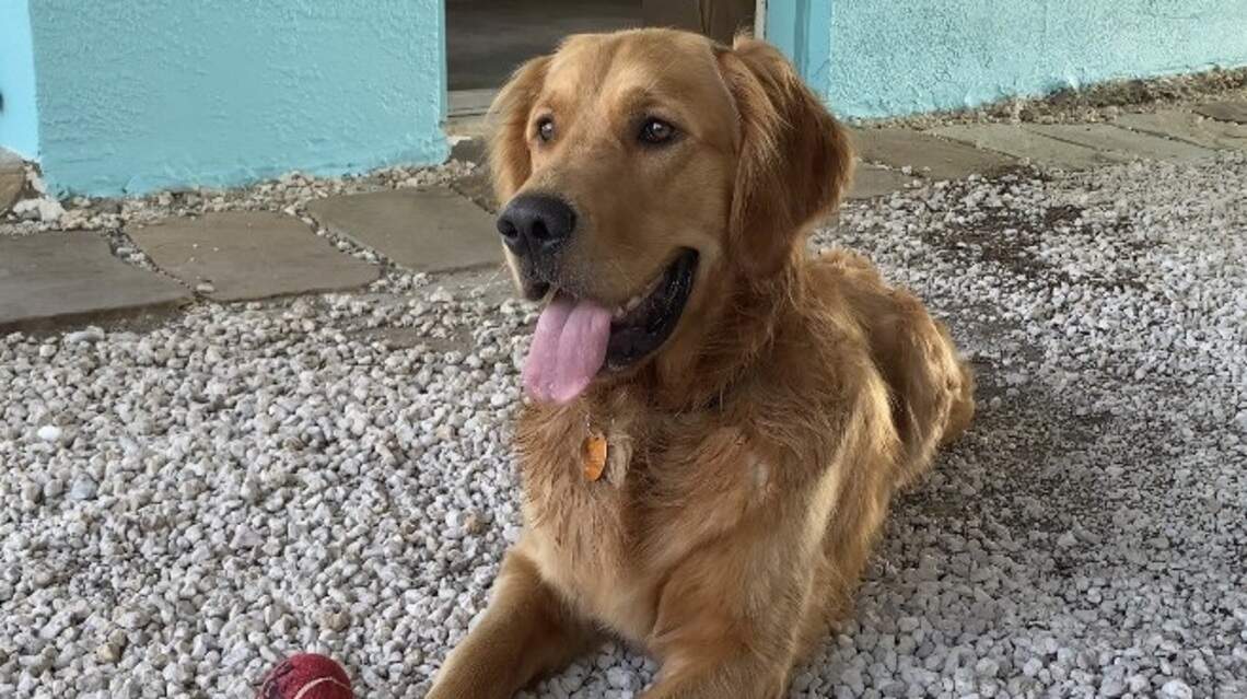 A dog named Nacho just made a cross-country trip to the Keys, and found instant paradise
