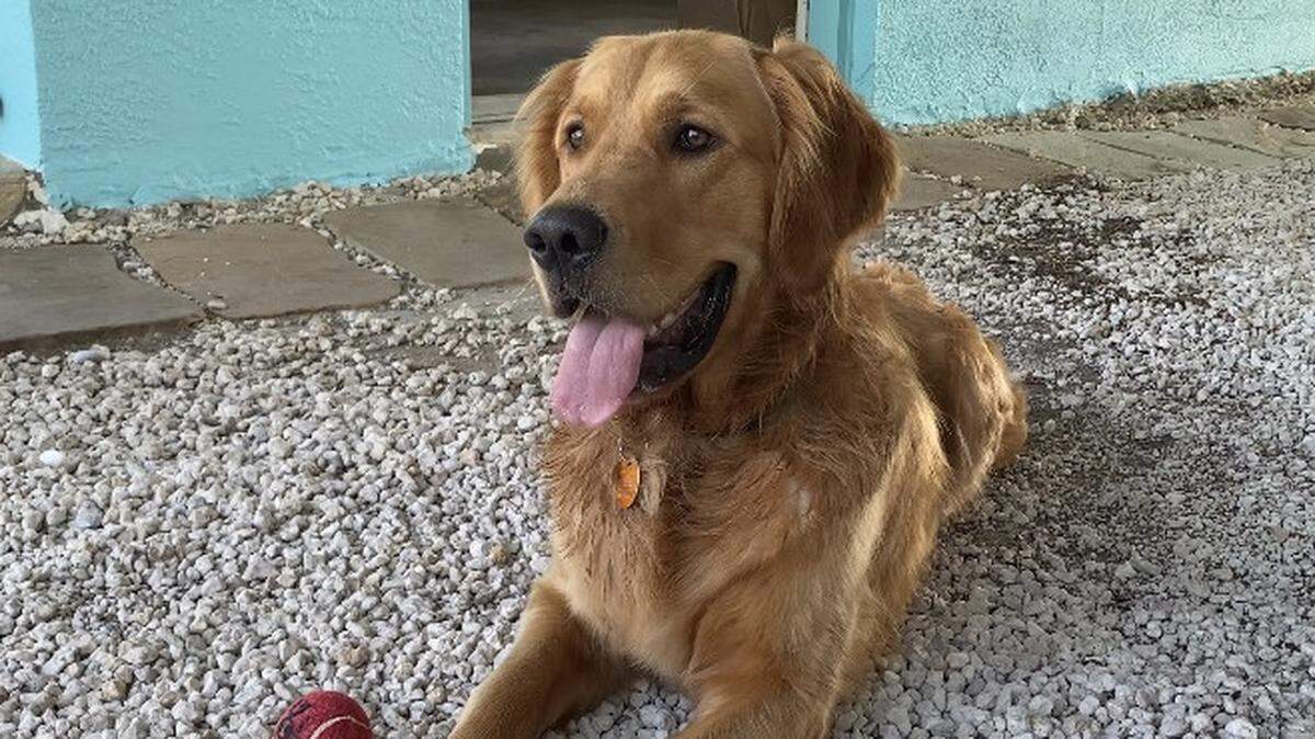 Nacho, un golden retriever de 18 meses, llegó a los Cayos el 13 de junio de 2022, tras un viaje por carretera de cinco días que comenzó en su Idaho natal.